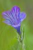 Viborera (Echium vulgare)
