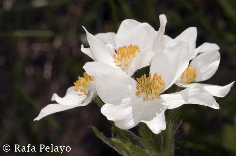 FLORA