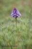 Anacamptis pyramidalis