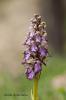 Himantoglossum robertianum