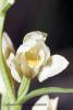 Cephalantera damasonium