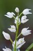 Cephalanthera longifolia