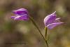 Cephalanthera rubra