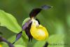 Cypripedium calceolus ( Zapatitos de dama )