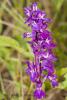 Dactylorhiza majalis