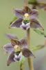 Epipactis tremolsii
