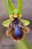 Ophrys vernixia