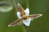 Epipactis palustris