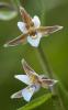 Epipactis palustris