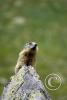 marmota 