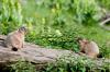Marmota