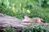 Marmota