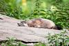 Marmota