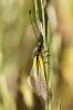 Libeloides