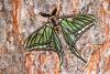 Graellsia isabellae
