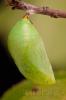 Mariposa del madroño