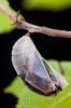 Mariposa del madroño