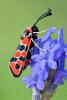 Mariposas,Insectos