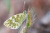 Pontia daplidice