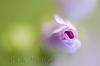 flor