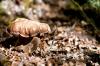 Boletus Aestivalis