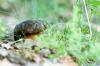 Boletus Aestivalis